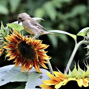 European Greenfinch