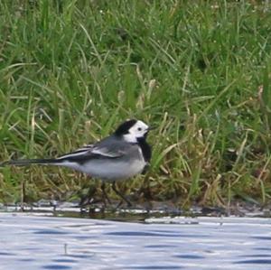 White Wagtail