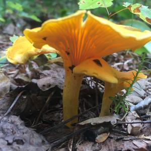 Chanterelle, Common