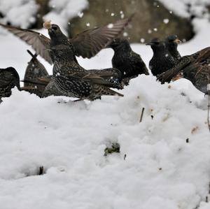 Common Starling