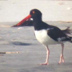 American Oystercatcher