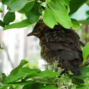 Eurasian Blackbird