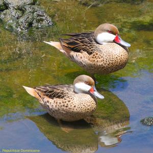 White-cheeked Pintail