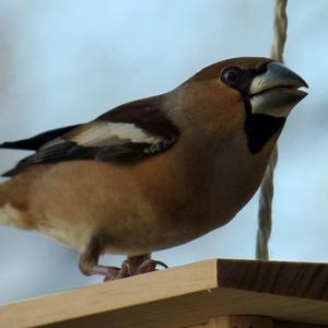 Hawfinch