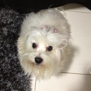 Maltese