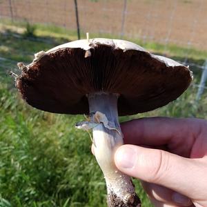 Horse Mushroom