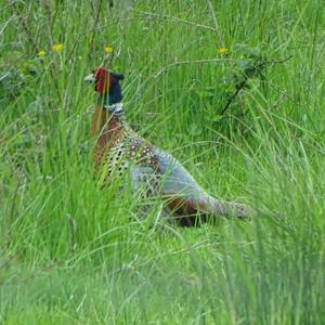 Common Pheasant