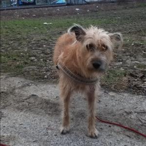 Unknown Breed