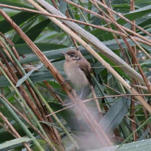 Eurasian Reed-warbler