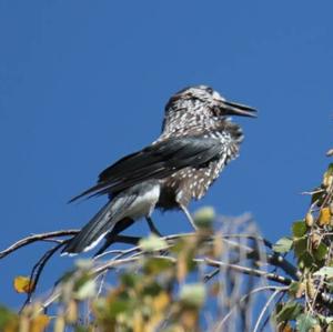 Spotted Nutcracker