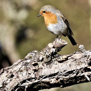 European Robin