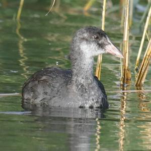 Bläßhuhn