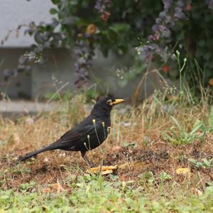 Eurasian Blackbird