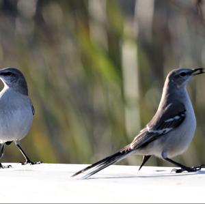 Northern Mockingbird