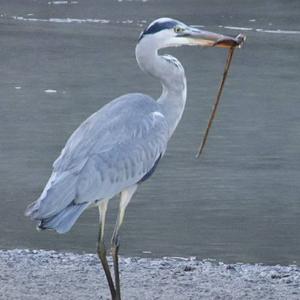 Grey Heron