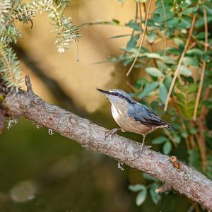 Wood Nuthatch