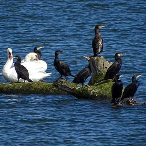 Great Cormorant