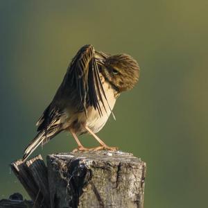 Meadow Pipit