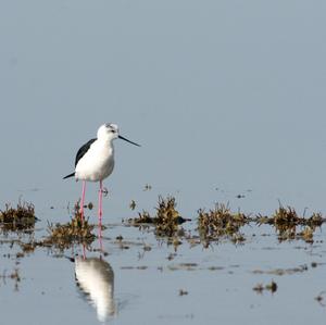 Black-winged Stilt