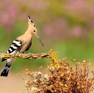 Eurasian Hoopoe