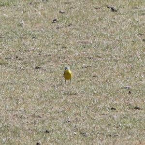 Yellow Wagtail