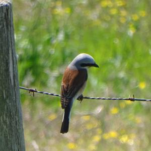 Red-backed Shrike