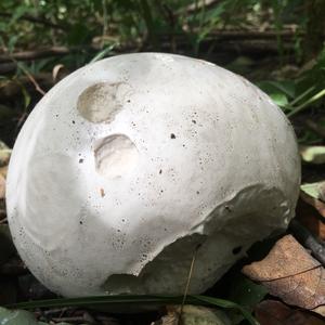 Giant Puffball