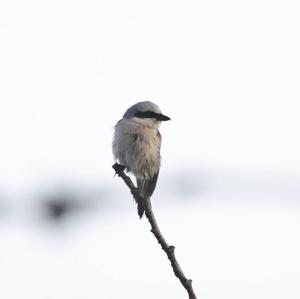 Red-backed Shrike