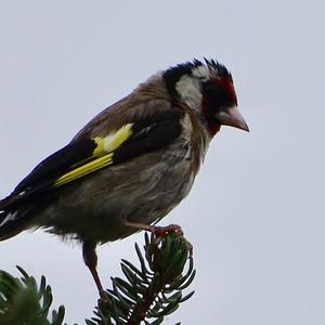 European Goldfinch