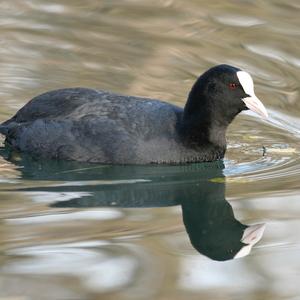 Bläßhuhn