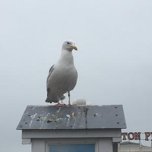 Herring Gull