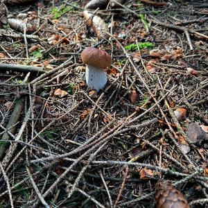 King Bolete