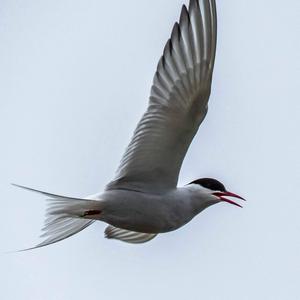 Arctic Tern