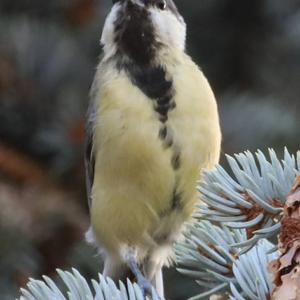 Great Tit