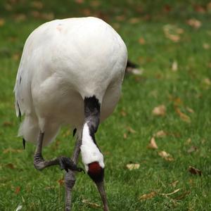 Red-crowned Crane