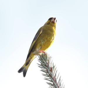 European Greenfinch