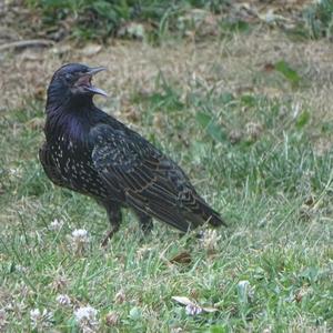 Common Starling