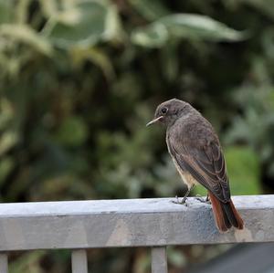 Black Redstart