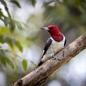 Red-headed Woodpecker