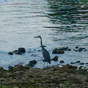 Grey Heron