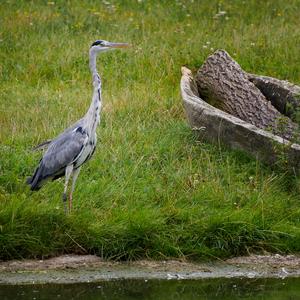 Grey Heron