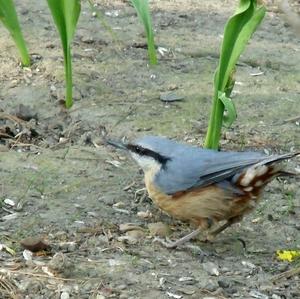 Wood Nuthatch