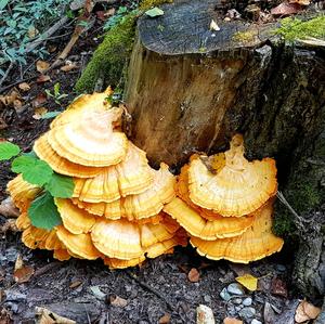 Chicken Mushroom