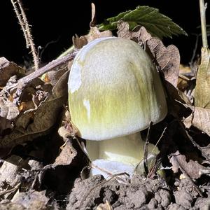 Death Cap