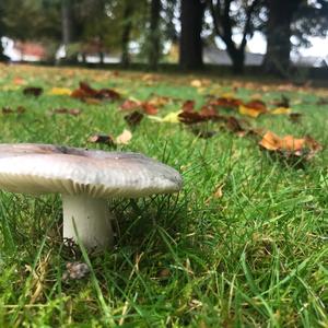 Unknown Species