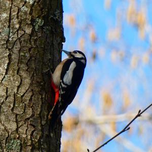 Great Spotted Woodpecker