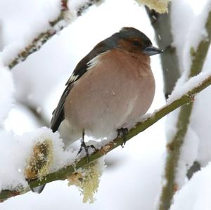 Eurasian Chaffinch