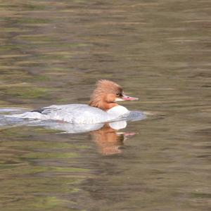 Common Merganser