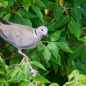 Eurasian Collared-dove