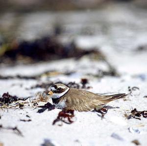 Common Ringed Plover